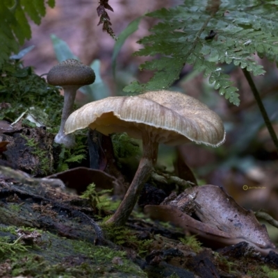 Armillaria sp. (A honey fungus) at Goodenia Rainforest Walk - 29 Jun 2019 by JohnC2