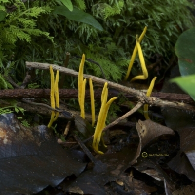 Clavulinopsis amoena (Yellow club) at Goodenia Rainforest Walk - 29 Jun 2019 by John C