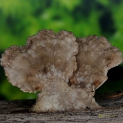 Schizophyllum commune (Split Gill Fungus) at South Wolumla, NSW - 30 Jun 2019 by JohnC2