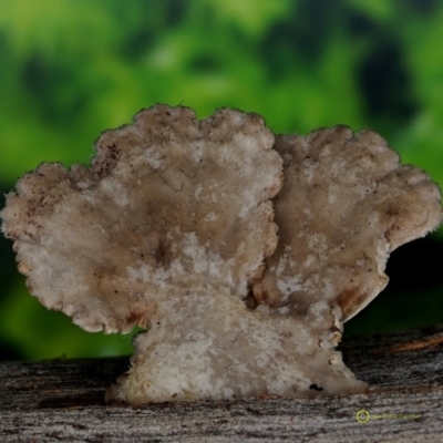 Schizophyllum commune (Split Gill Fungus) at Goodenia Rainforest Walk - 30 Jun 2019 by John C