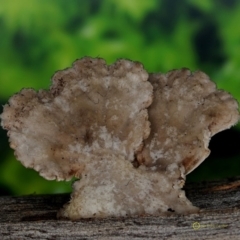 Schizophyllum commune (Split Gill Fungus) at South East Forest National Park - 30 Jun 2019 by John C