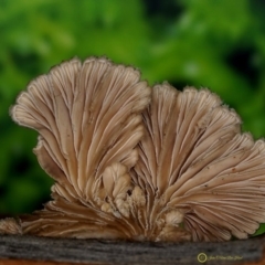 Schizophyllum commune at South Wolumla, NSW - 30 Jun 2019