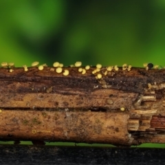 zz – ascomycetes - apothecial (Cup fungus) at South East Forest National Park - 30 Jun 2019 by John C