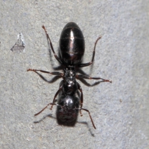 Colobopsis gasseri at Acton, ACT - 30 Jun 2019 01:11 PM