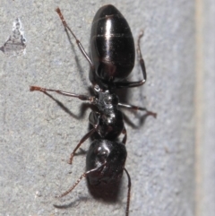 Colobopsis gasseri at Acton, ACT - 30 Jun 2019 01:11 PM