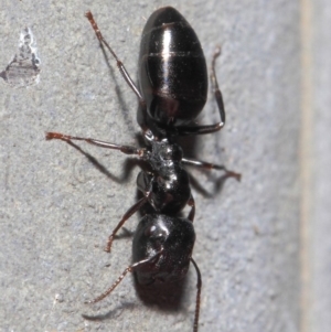 Colobopsis gasseri at Acton, ACT - 30 Jun 2019