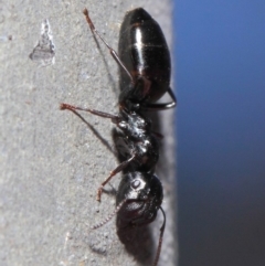 Colobopsis gasseri at Acton, ACT - 30 Jun 2019 01:11 PM