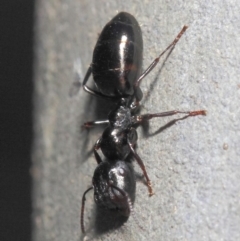 Colobopsis gasseri at Acton, ACT - 30 Jun 2019 01:11 PM