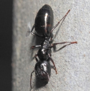 Colobopsis gasseri at Acton, ACT - 30 Jun 2019 01:11 PM