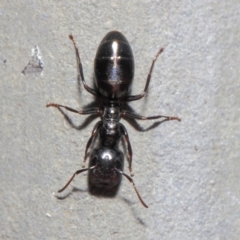 Colobopsis gasseri at Acton, ACT - 30 Jun 2019 01:11 PM