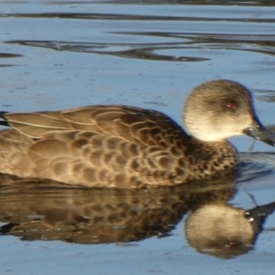 Anas gracilis (Grey Teal) at Casey, ACT - 29 Jun 2019 by GeoffRobertson