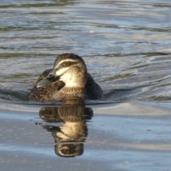 Anas superciliosa (Pacific Black Duck) at Ngunnawal, ACT - 28 Jun 2019 by GeoffRobertson