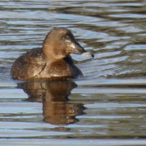 Aythya australis at Ngunnawal, ACT - 29 Jun 2019 12:00 AM