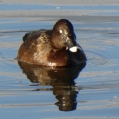 Aythya australis at Ngunnawal, ACT - 29 Jun 2019