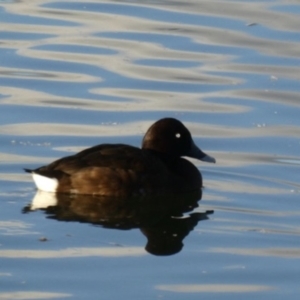 Aythya australis at Ngunnawal, ACT - 29 Jun 2019