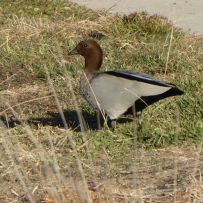 Chenonetta jubata (Australian Wood Duck) at Casey, ACT - 28 Jun 2019 by GeoffRobertson