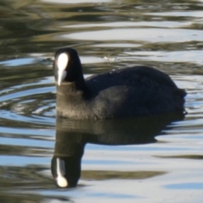 Fulica atra (Eurasian Coot) at Ngunnawal, ACT - 28 Jun 2019 by GeoffRobertson