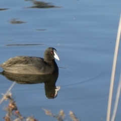 Fulica atra at Ngunnawal, ACT - 29 Jun 2019