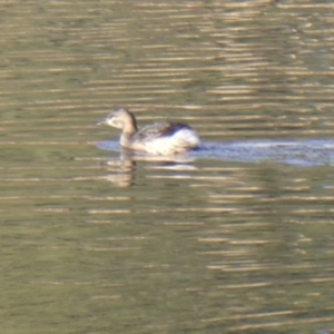 Tachybaptus novaehollandiae at Ngunnawal, ACT - 29 Jun 2019