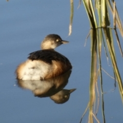 Tachybaptus novaehollandiae at Ngunnawal, ACT - 29 Jun 2019