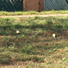 Psephotus haematonotus (Red-rumped Parrot) at Ngunnawal, ACT - 29 Jun 2019 by GeoffRobertson