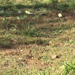 Psephotus haematonotus at Ngunnawal, ACT - 30 Jun 2019