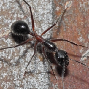 Camponotus intrepidus at Acton, ACT - 30 Jun 2019