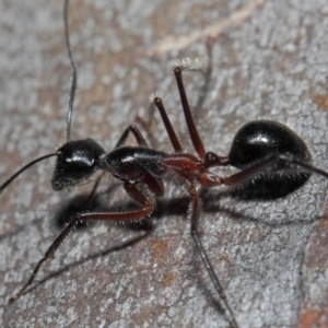 Camponotus intrepidus at Acton, ACT - 30 Jun 2019 12:48 PM