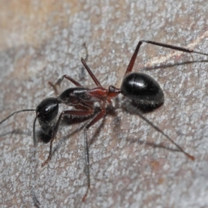 Camponotus intrepidus at Acton, ACT - 30 Jun 2019