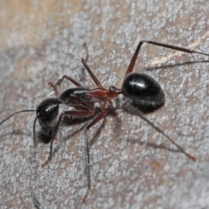 Camponotus intrepidus at Acton, ACT - 30 Jun 2019 12:48 PM