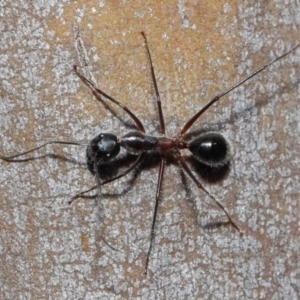 Camponotus intrepidus at Acton, ACT - 30 Jun 2019