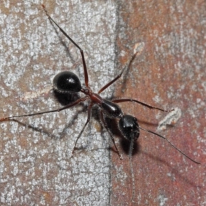 Camponotus intrepidus at Acton, ACT - 30 Jun 2019