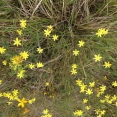 Tricoryne elatior (Yellow Rush Lily) at Harrison, ACT - 16 Dec 2018 by GeoffRobertson