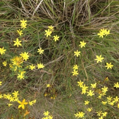 Tricoryne elatior (Yellow Rush Lily) at Budjan Galindji (Franklin Grassland) Reserve - 15 Dec 2018 by GeoffRobertson