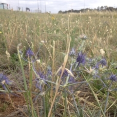 Eryngium ovinum (Blue Devil) at Harrison, ACT - 16 Dec 2018 by GeoffRobertson