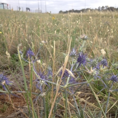 Eryngium ovinum (Blue Devil) at Harrison, ACT - 16 Dec 2018 by GeoffRobertson