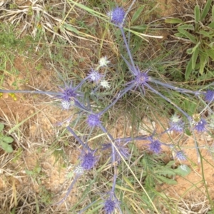 Eryngium ovinum at Harrison, ACT - 16 Dec 2018 12:00 AM