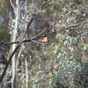 Petroica boodang at Deakin, ACT - 1 Jul 2019 03:10 PM