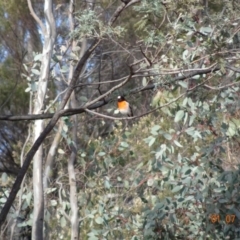 Petroica boodang (Scarlet Robin) at Deakin, ACT - 1 Jul 2019 by TomT