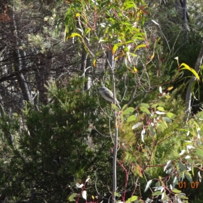 Pachycephala pectoralis (Golden Whistler) at Red Hill Nature Reserve - 1 Jul 2019 by TomT