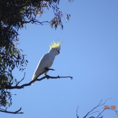 Cacatua galerita (Sulphur-crested Cockatoo) at Red Hill Nature Reserve - 22 Jun 2019 by TomT
