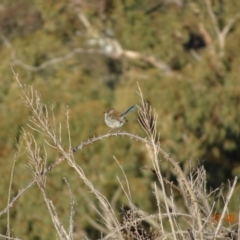 Malurus cyaneus (Superb Fairywren) at Garran, ACT - 27 Jun 2019 by TomT