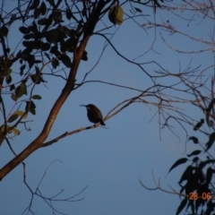 Acanthorhynchus tenuirostris (Eastern Spinebill) at Red Hill Nature Reserve - 28 Jun 2019 by TomT