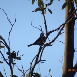 Acanthorhynchus tenuirostris at Red Hill, ACT - 28 Jun 2019