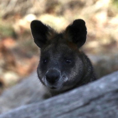 Wallabia bicolor (Swamp Wallaby) at Mount Ainslie - 1 Jul 2019 by jb2602