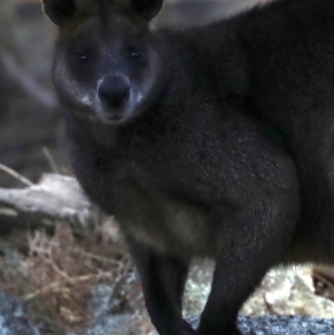 Wallabia bicolor at Majura, ACT - 1 Jul 2019