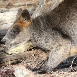 Wallabia bicolor at Majura, ACT - 1 Jul 2019 03:45 PM