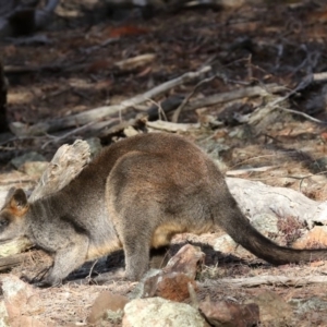 Wallabia bicolor at Majura, ACT - 1 Jul 2019