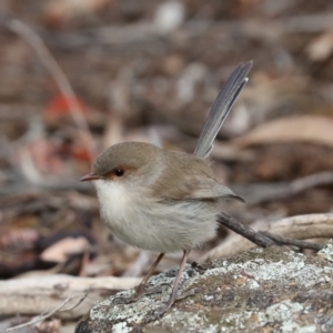 Malurus cyaneus at Hackett, ACT - 1 Jul 2019 03:16 PM