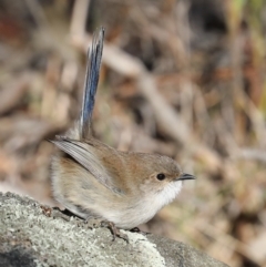 Malurus cyaneus at Hackett, ACT - 1 Jul 2019